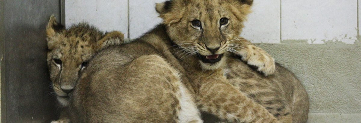 Die Löwenjungen Elsa und Marley wurden im Internet verkauft und in einem "Schuppen" gehalten. 2016 konnten sie ausbrechen und wurden von AAP gerettet.