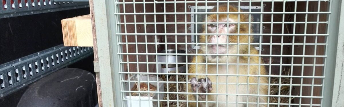 Affe Izzy wurde als Haustier gekauft und an einer Kette gehalten.