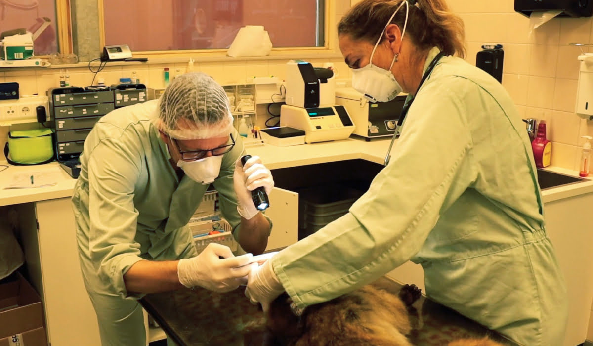 Zwei Tierärzte untersuchen Berberaffen Izzy in der Krankenstation.