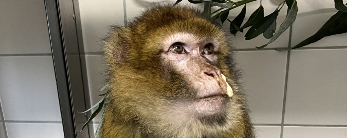 Berberaffe Izzy sitzt mit laufender Nase in der Quarantänestation bei AAP.