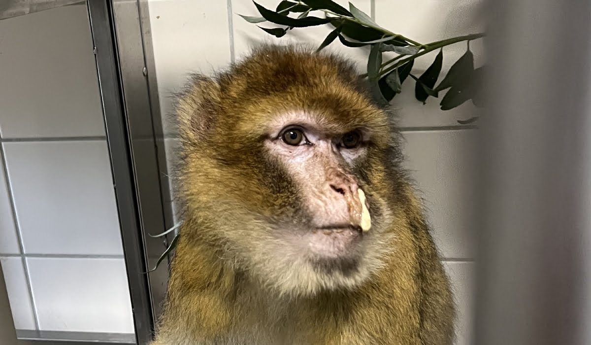 Berberaffe Izzy sitzt mit laufender Nase in der Quarantänestation bei AAP.