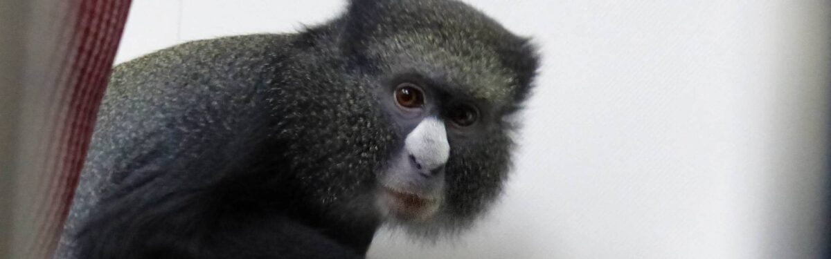 Weißnasenmeerkatze Emare wurde alleine in einem Vogelkäfig in einer spanischen Küstenstadt gefunden. An ihrem Käfig hing ein Brief: „Es tut mir Leid.“