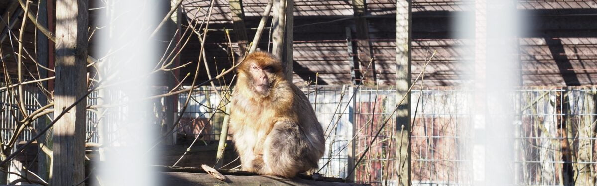 Durch Gitterstäbe hindurch sieht man Berberaffen Beatrix, wie sie in ihrem Gehege kauert.