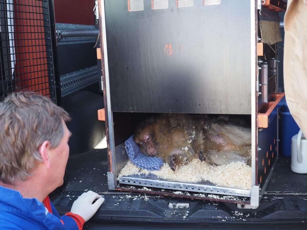 Man sieht Beatrix den Berberaffen in einer Transportbox. David van Gennep, der Generaldirektor von AAP, hat dafür gesorgt, dass Beatrix sanft aufgewacht ist. Da sie schon eine alte Dame ist, hat er ihr ein kleines Kissen unter den Kopf gelegt.