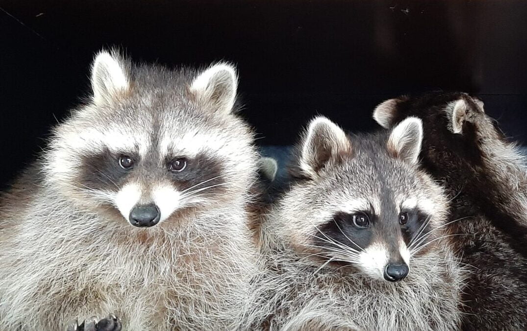 Das Bild zeigt mehrere Waschbären, die den Betrachter anschauen.