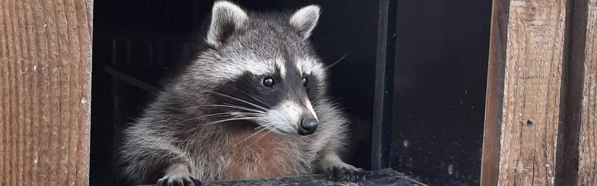 Auf dem Bild sieht man Waschbär Raymundo, der aus einem Holzverschlag guckt. Dieser gehört zu einer der Waschbärenhütten in seinem neuen Zuhause.