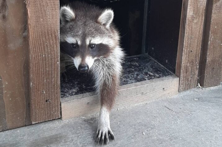 Das Bild zeigt einen kleinen Waschbären (Raymundo), der seine Pfote aus einer Holzhütte streckt.