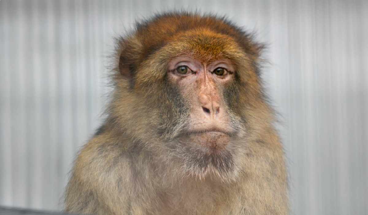 Berberaffe Torzan sitzt aufrecht und blickt frontal in die Kamera.