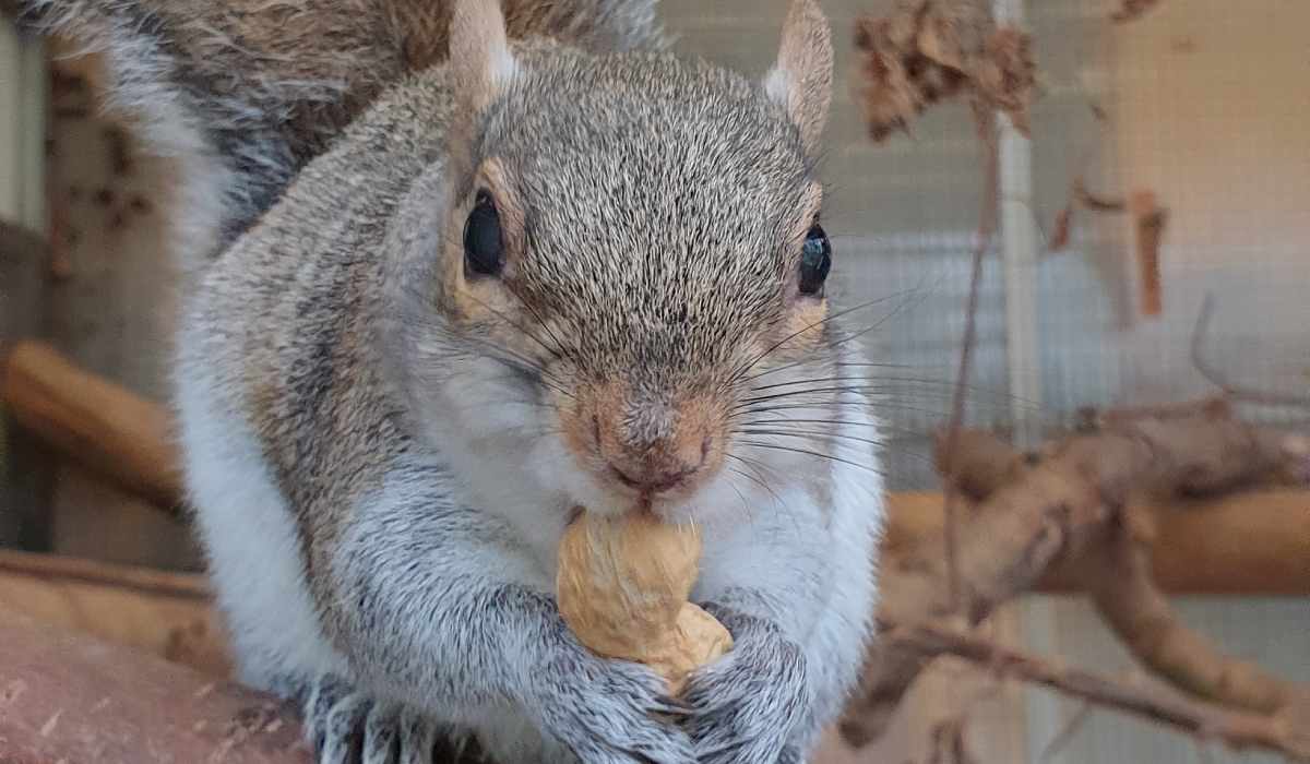 Eichhörnchen Longan sitzt auf einem Ast und knabbert an einer Erdnuss.