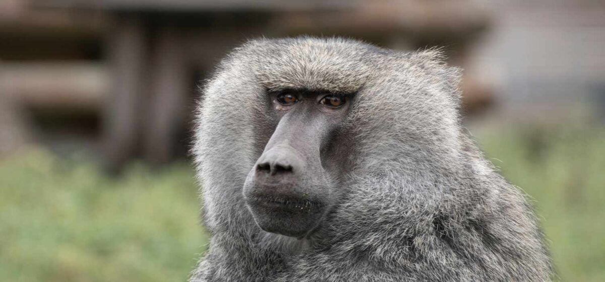 Auf dem Bild sieht man Pavian Roco der in die Kamera schaut.