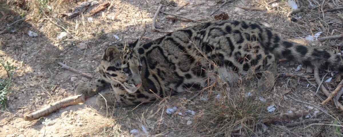 Auf dem Bild sieht man Nebelparder Kenya, die auf dem Boden ihres Geheges liegt.