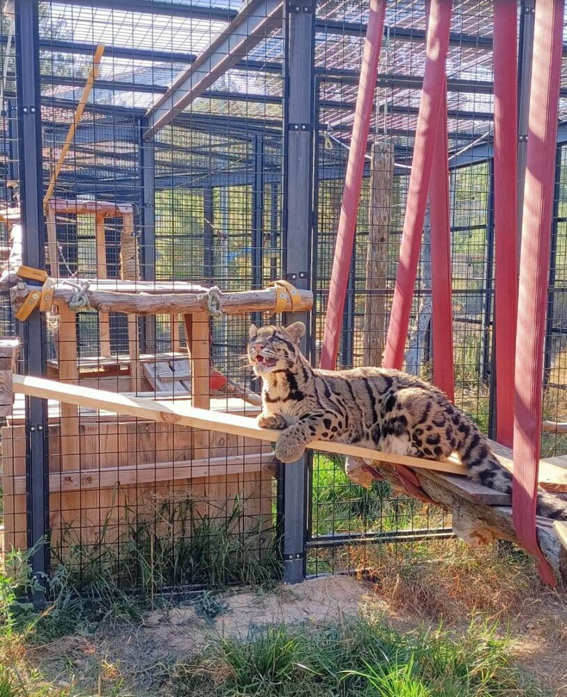 Auf dem Bild sieht man Kenya, wie sie auf einer Holzrampe in ihrem Gehege liegt. Im Hintergrund sieht man andere Klettermöglichkeiten.