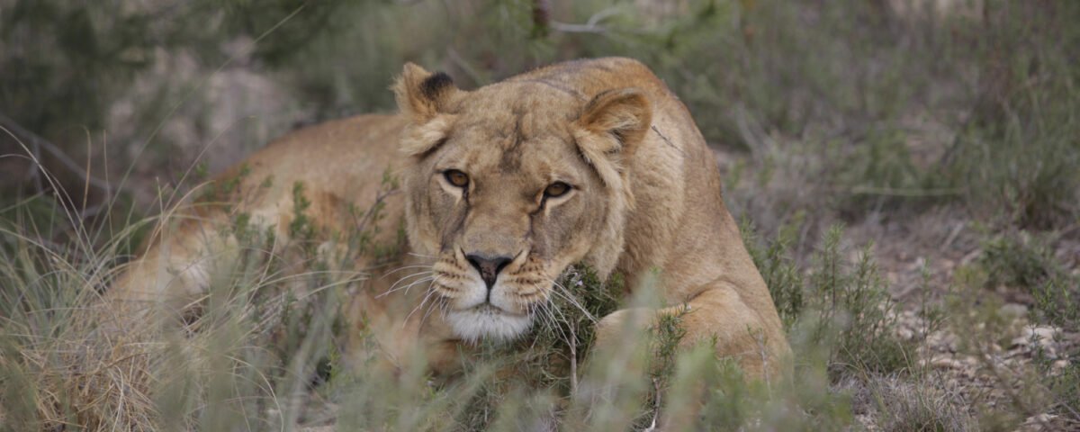 Bild einer Löwin auf der Pirsch