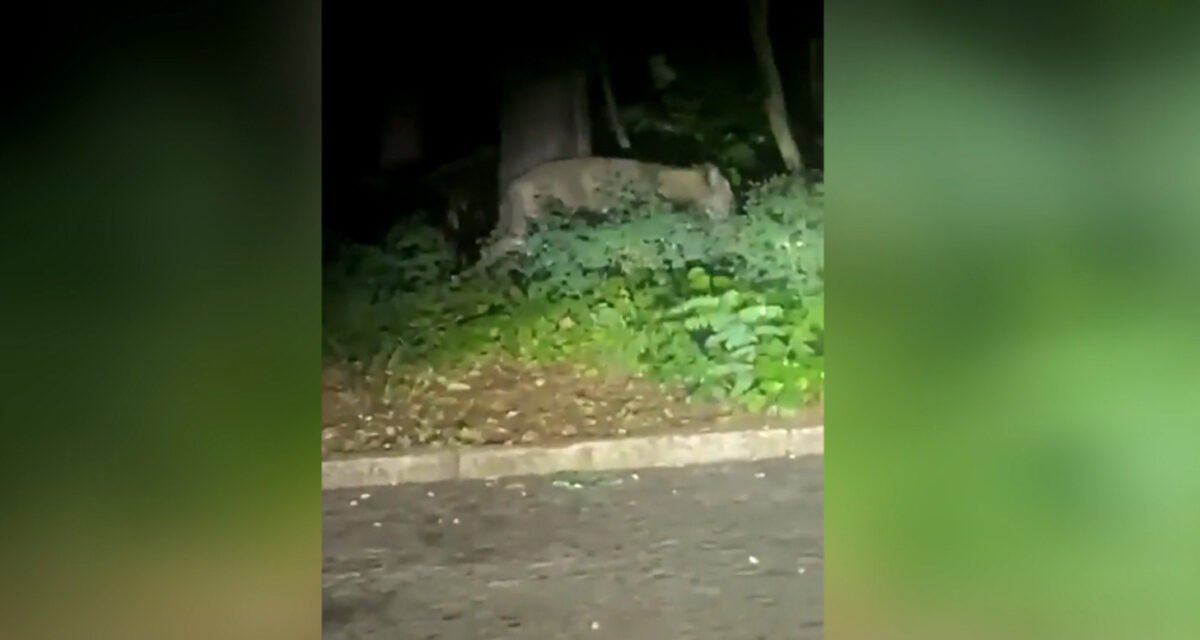 Screenshot der Löwensichtung in Berlin