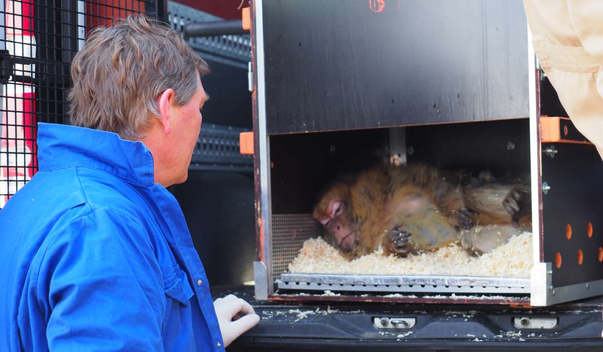 David van Gennep, AAPs Direktor, während der Rettung von Beatrix. Berberaffe Beatrix liegt betäubt in der Transportbox während David van Gennep auf sie aufpasst und wartet, dass sie erwacht.