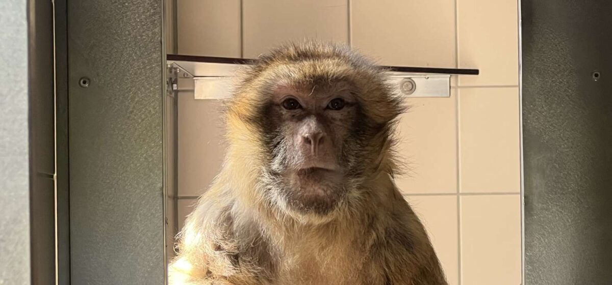 Auf dem Bild sieht man Berberaffen Beatrix in der Quarantänestation von AAP.