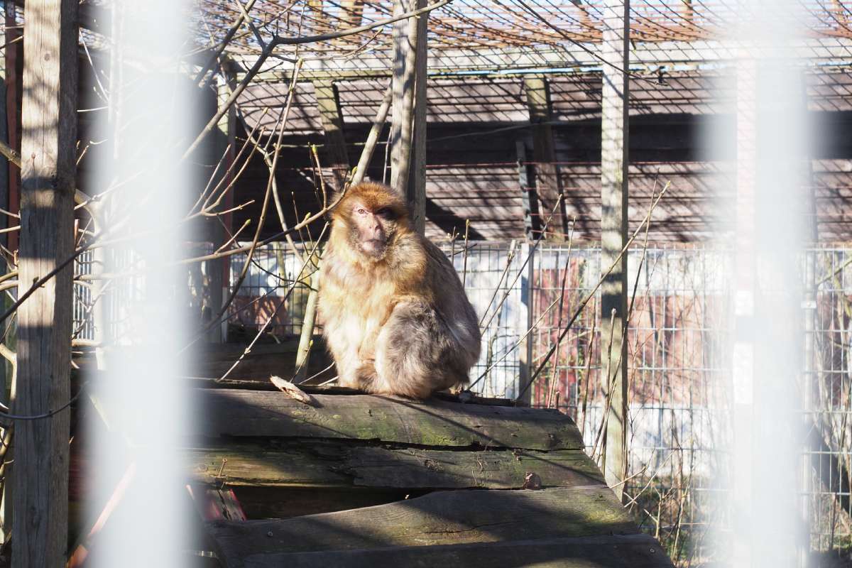 Durch Gitterstäbe hindurch sieht man Berberaffen Beatrix, wie sie in ihrem Gehege kauert.