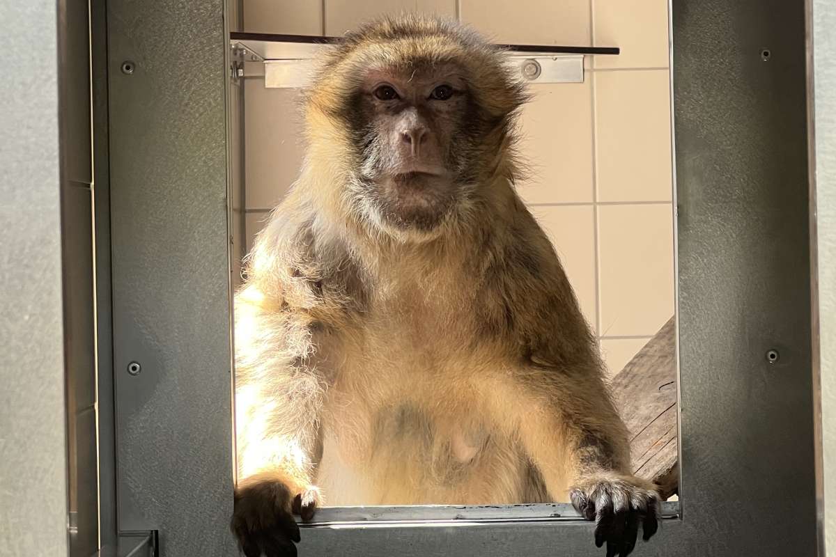 Auf dem Bild sieht man Berberaffen Beatrix in der Quarantänestation von AAP.