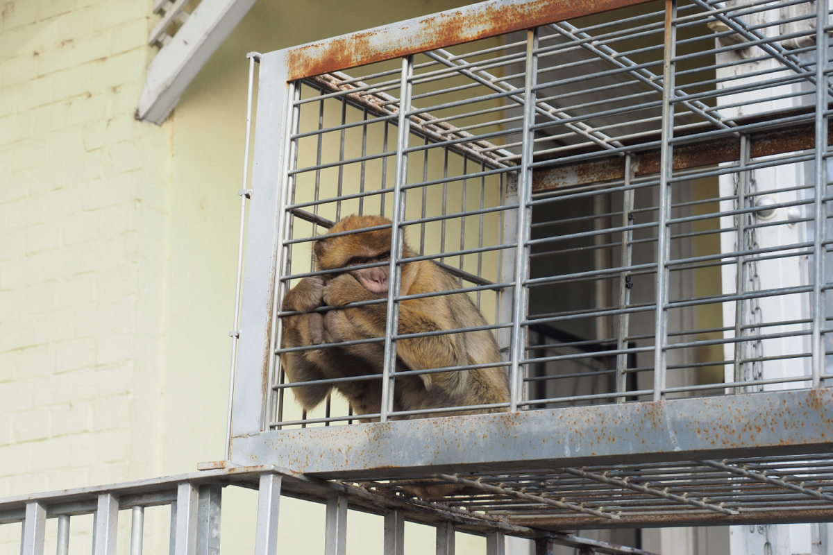 Berberaffe "Frau Hebermehl" sitzt angespannt in ihrem Käfig.