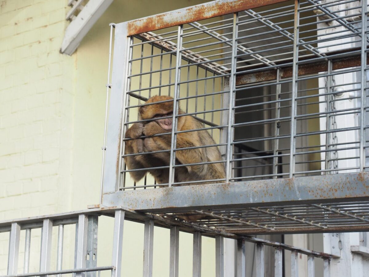Affe Frau Hebermehl wurde als Jungtier verkauft und lebte als Haustier mit Windeln und Schnuller bis AAP sie gerettet hat.