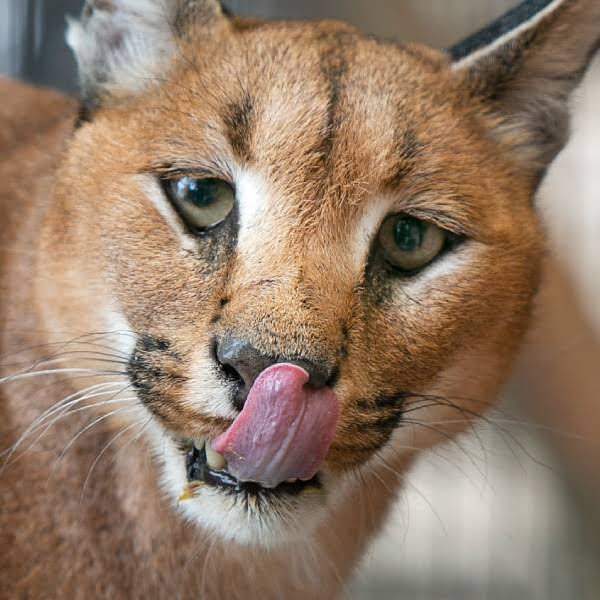Karakale ernähren sich von kleinen Säugetieren, Vögeln und Nagetieren.