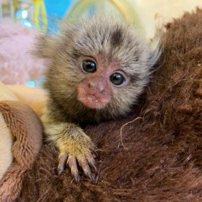 Ari, das jüngste Weißbüscheläffchen, hatte von klein auf mit verschiedenen körperlichen Problemen zu kämpfen.