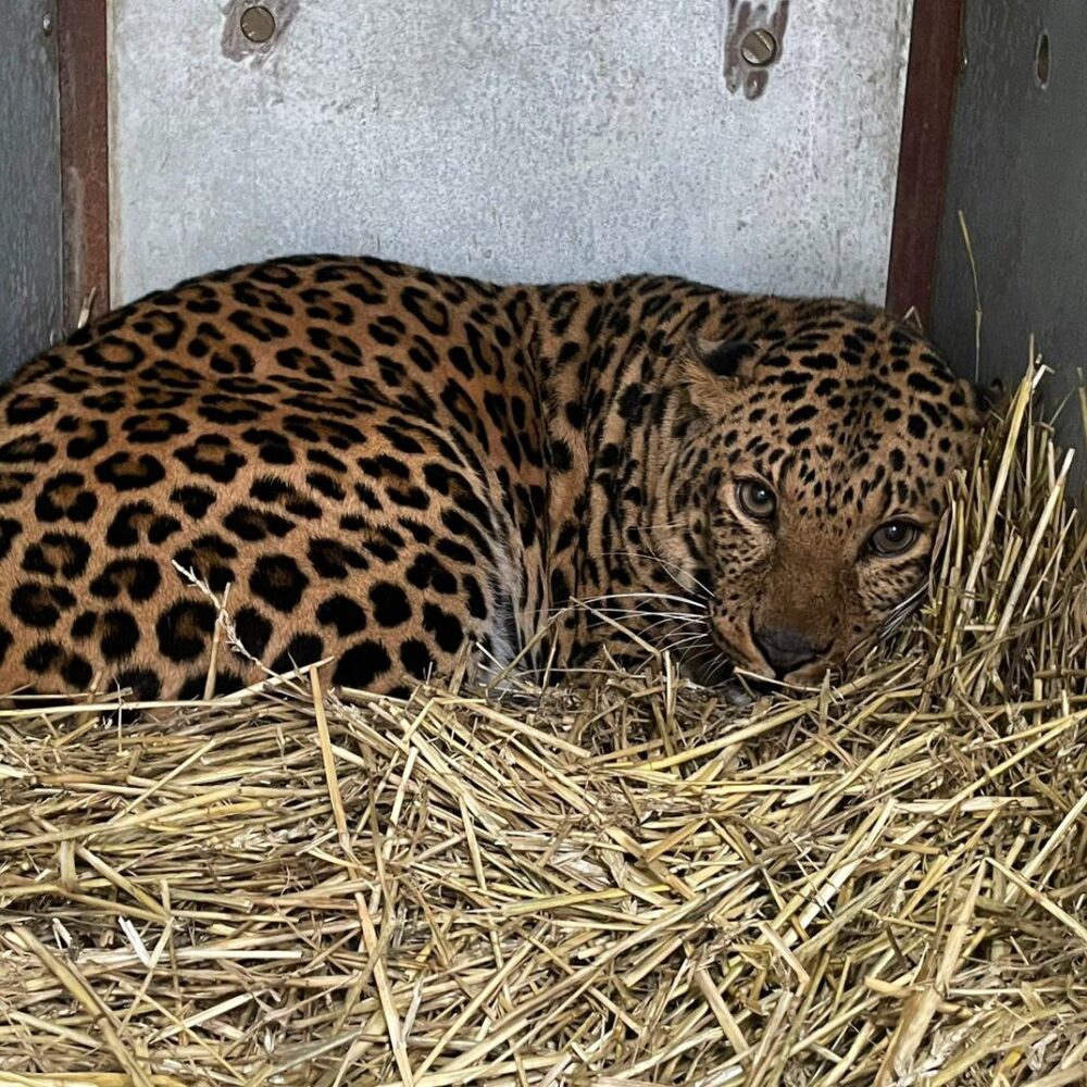 Leopard Brave in seiner Transportkiste auf dem Weg zu AAP.