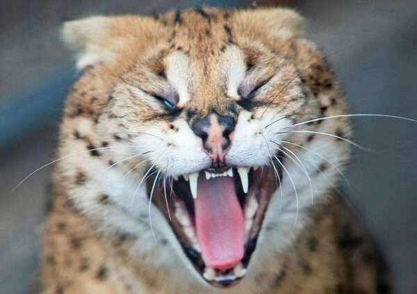 Serval Xirus fletscht seine Zähne.