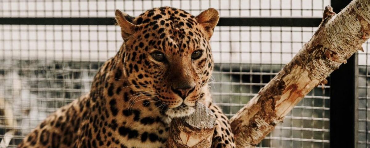 Leopard Brave im Gehege des Zoos Kiew.
