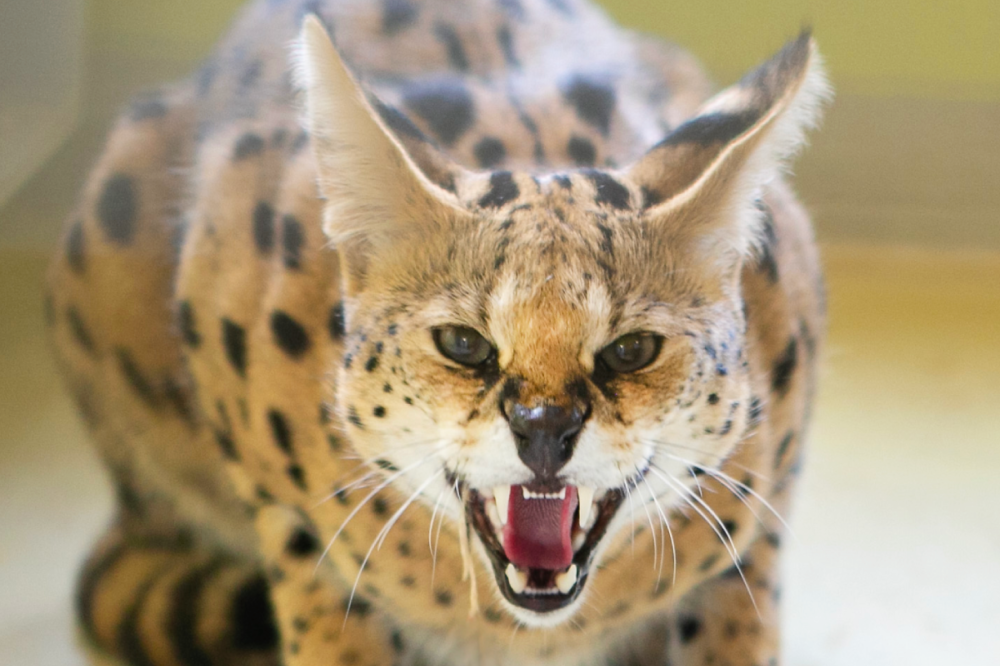 Serval Primo faucht den Betrachter:in an und zeigt seine Zähne.
