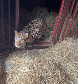 Leopard Brave in seinem Gehege in der Ukraine.