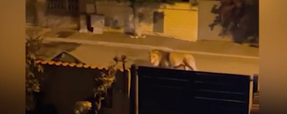 Zirkuslöwe Kimba streift nachts alleine durch die Straßen einer italienischen Stadt.