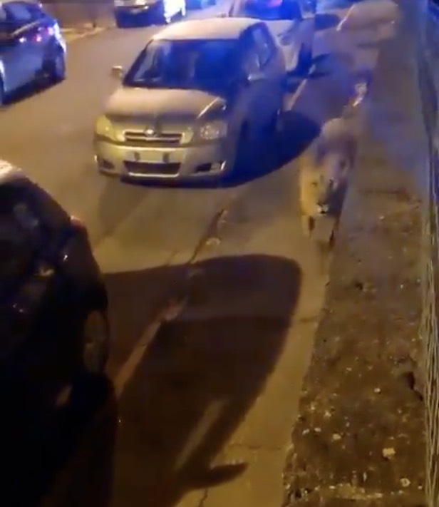 Auf dem Bild sieht man den Zirkuslöwen Kimba, der entkommen ist und zwischen Autos umherirrt.