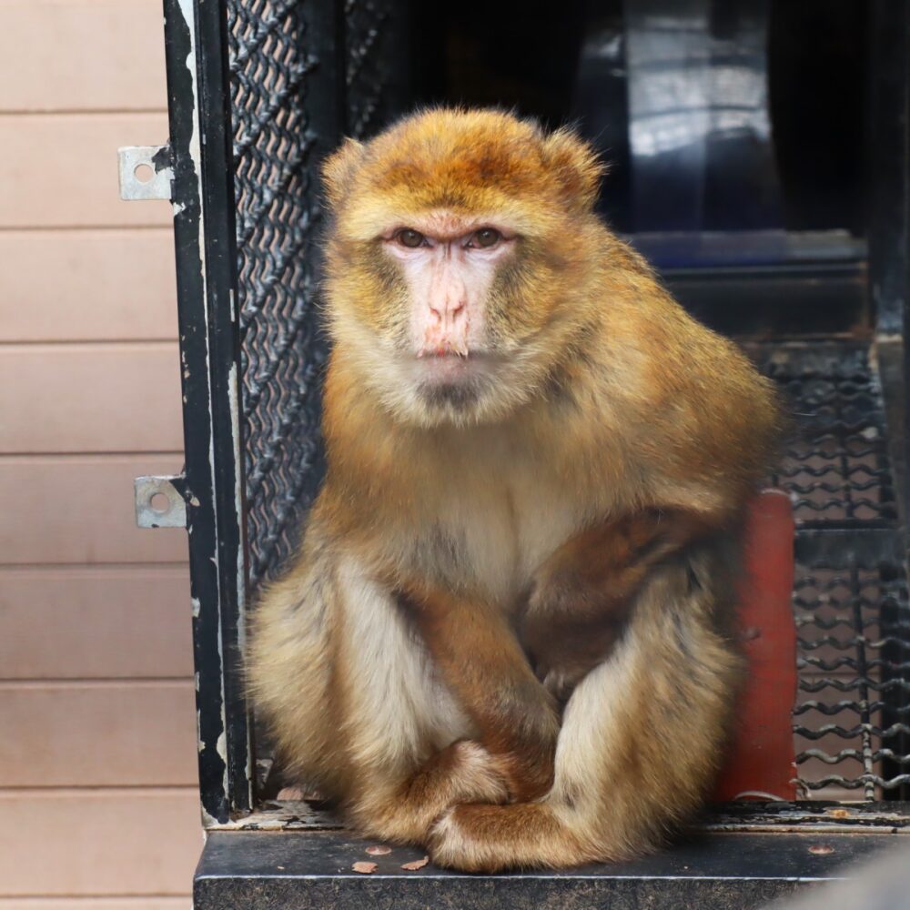 Affe Izzy wurde als Haustier gekauft und an einer Kette gehalten.