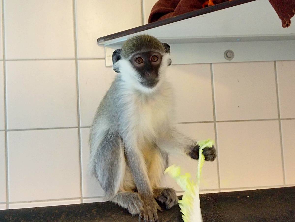 Grünmeerkatze Sjaakie in der Quarantäne bei AAP.