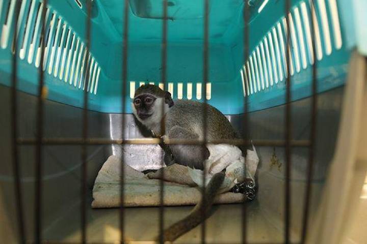 Grünmeerkatze Sjaakie wurde als Haustier mit einer Windel auf dem Dachboden gefunden.