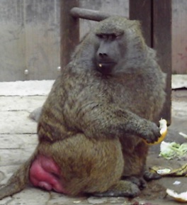 Affe Amy wurde als Haustier gekauft. Die Paviandame ist stark übergewichtig.