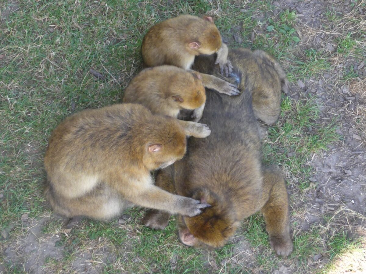 Berberaffen lausen einander.