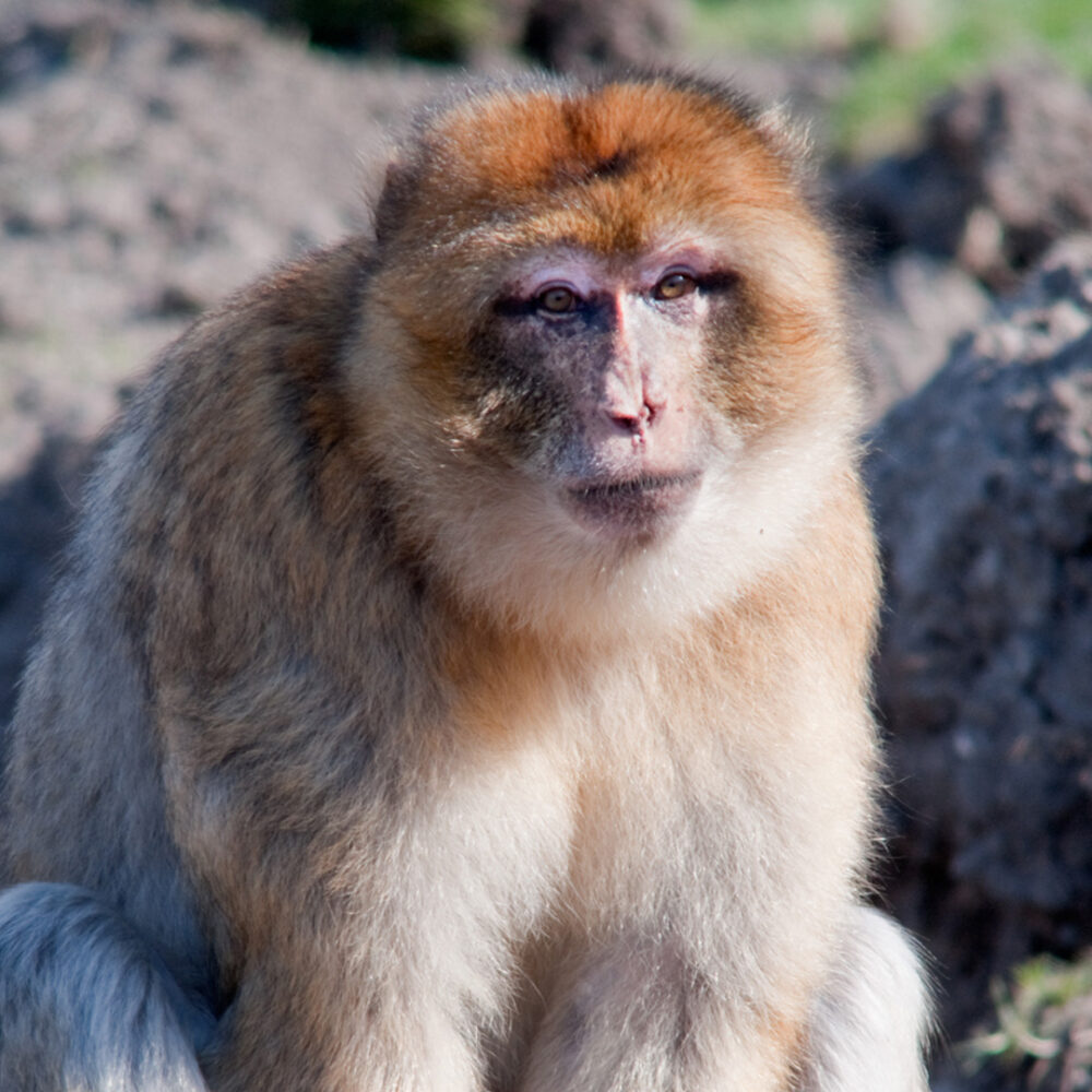 Berberaffen Porträt