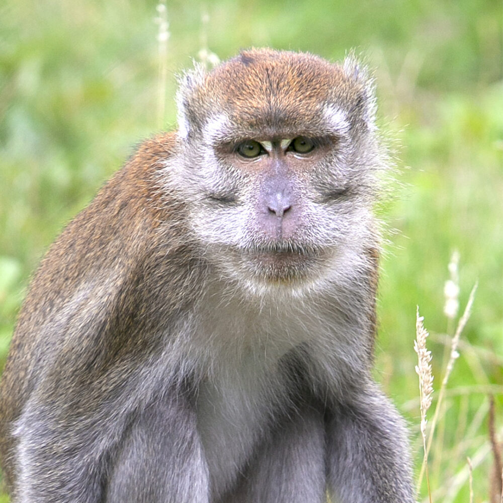 Javaneraffen Porträt