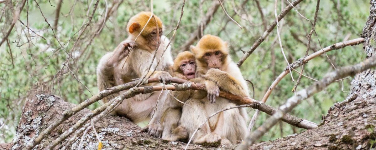 Internationale Woche der Makaken Titelbild