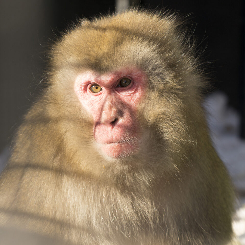 Japanische Makaken Porträt
