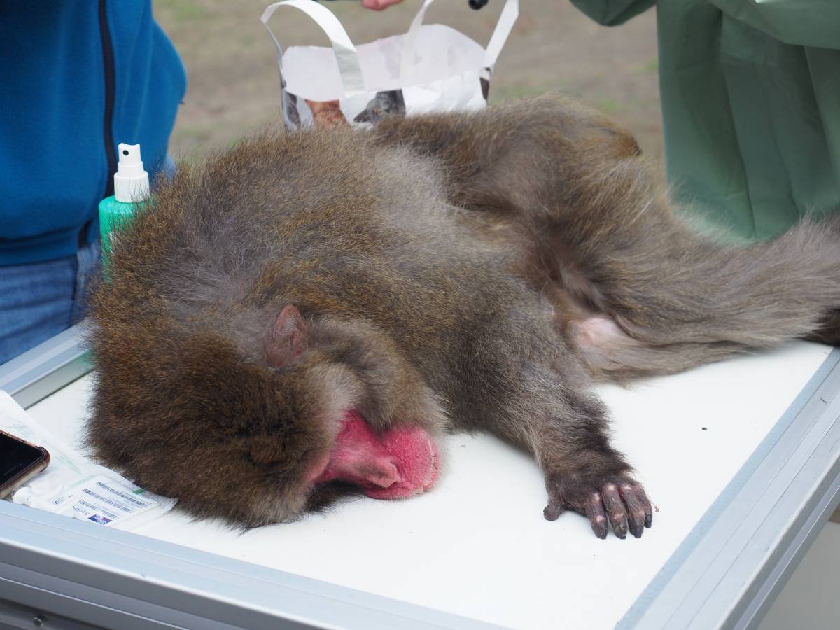 Japanmakake Kawaii, der als Haustier gehalten wurde, wird während der Rettung betäubt und untersucht.
