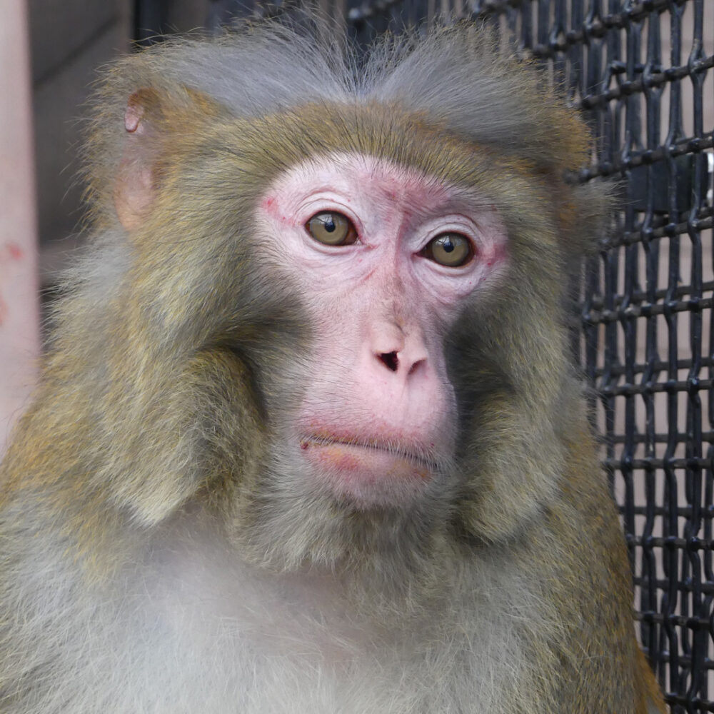 Rhesusaffen Porträt