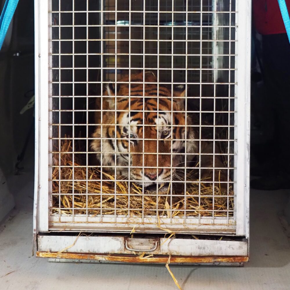 Tiger Tonga musste in einem Zirkus performen. 2024 konnte AAP ihn retten.