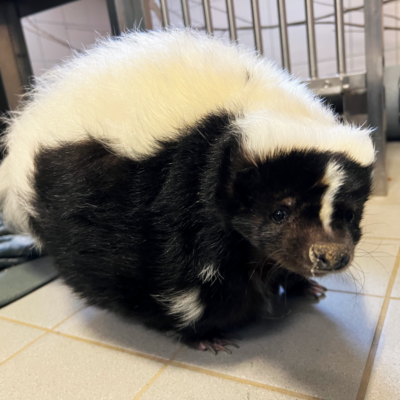 Skunky ist ein übergewichtiges Stinktier, das zuvor als Haustier lebte.