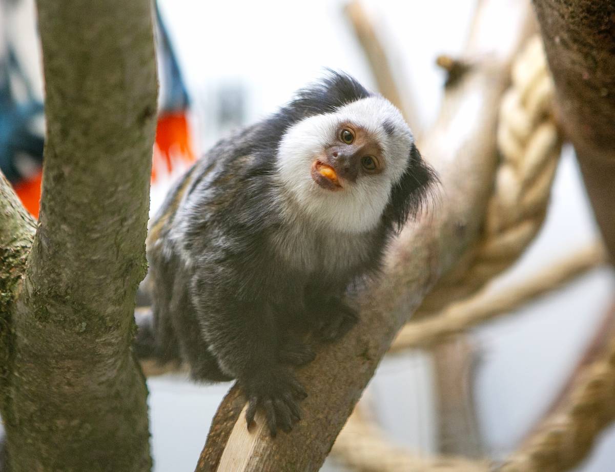 Weißbüschelaffe Miche wäre fast als Haustier verkauft wurden. Bei AAP genießt er einen gesunden Snack.