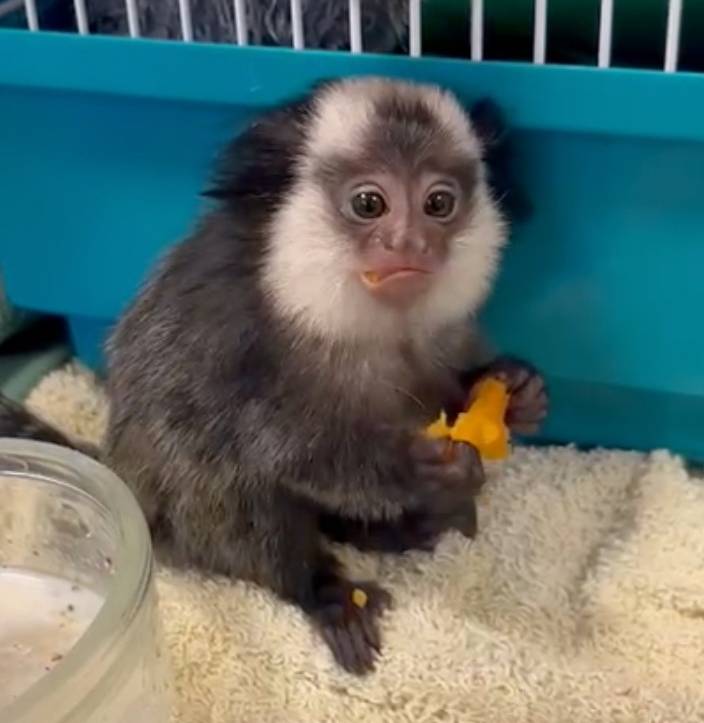 Weißbüschelaffe Miche ist kein Haustier. Jetzt ist er bei AAP und wird versorgt. Auf dem Bild ist erst ein paar Wochen alt.