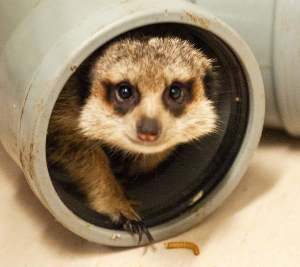 Erdmännchen Porträt