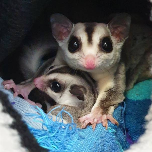 Kurzkopfgleitbeutler oder Sugarglider eignen sich nicht als Haustiere, da sie hohe Anforderungen haben und so oft leiden müssen.
